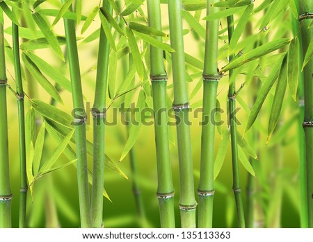 Bamboo Sprouts