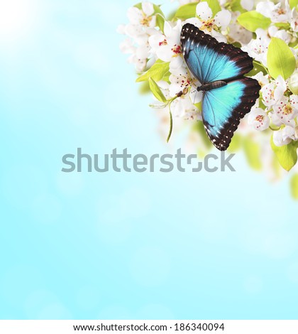 Spring background with apple tree blossoms and exotic butterfly on blue background. Free space fro text.