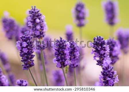 Lavender blossoms in macro detail