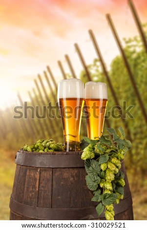 Beer glass served on wooden desk with keg. Hop-field on background