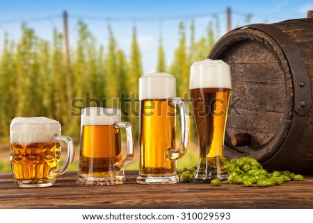 Beer glasses served on wooden desk with keg. Hop-field on background