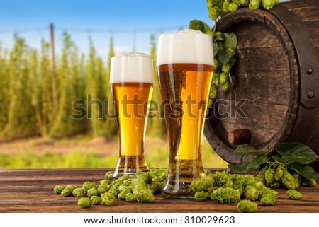 Beer glasses served on wooden desk with keg. Hop-field on background