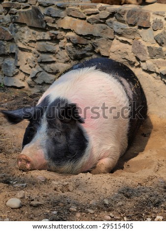 Fat sleeping pig