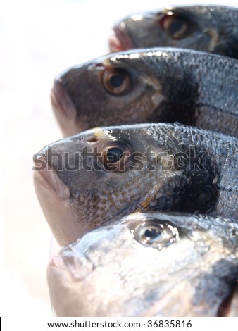 Fish  (Uncooked fish (sparus auratus)on a plate on white background