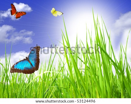 Butterflies with perfect sky and sunlight effect
