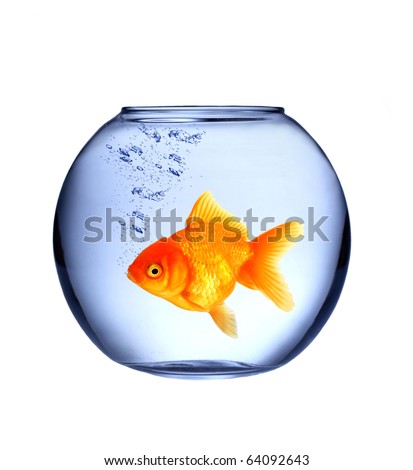 GOlden fish in aquarium