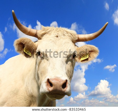 Cow head with beautiful sky background