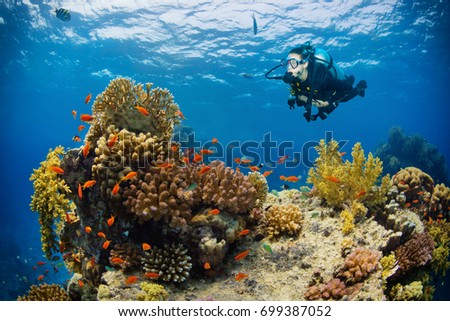 Underwater Coral