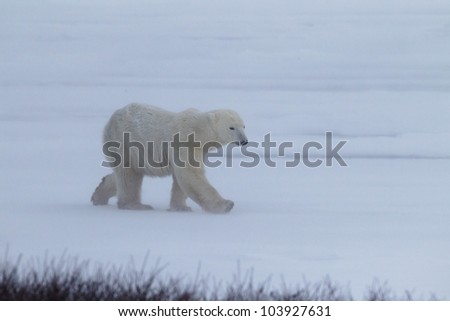 Moving quickly, polar bear runs over the ice of Hudson Bay