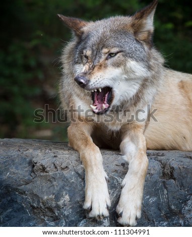 Gray wolf growls with mouth open