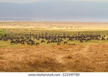 Scenic beauty of the wildebeest during migration