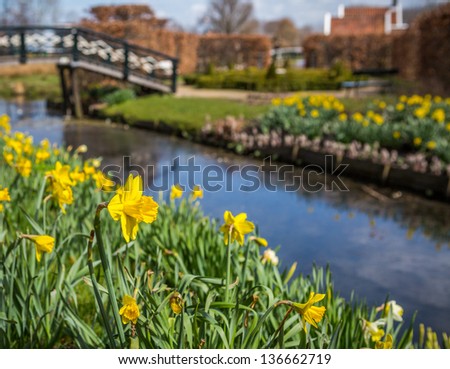 Isolated daffodil with canal and bridge behind