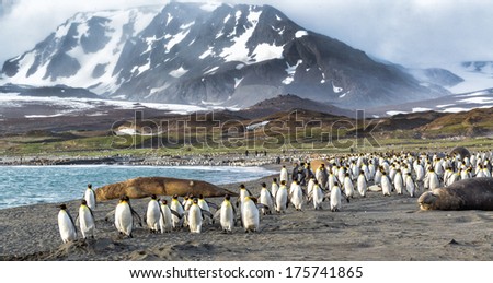 Thousands of King Penguins run from Katabatic winds in St. Andrews Bay, South Georgia