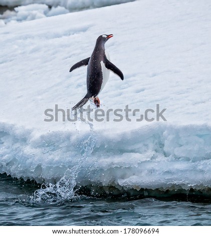 Gentoo penguin jumps out of the water onto land