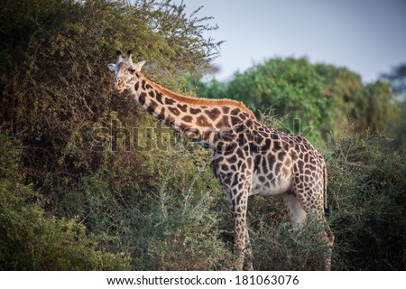 Giraffe eating in morning light in Africa