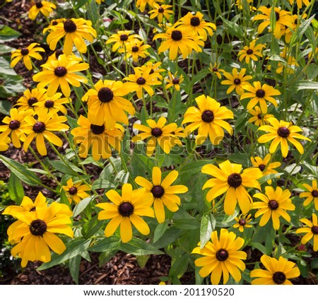 Black eyed susan flowers in the wild