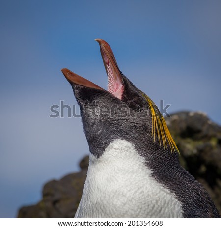 Macaroni penguin shouts and shows inside of mouth