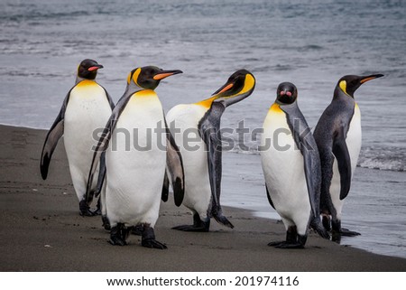 Group of King Penguins on water's edge in St. Andrews Bay, South Georgia.