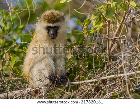 Vervet monkey in trees of Tanzania