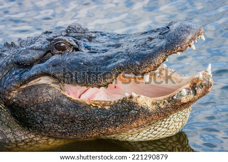 Alligator with mouth open in water