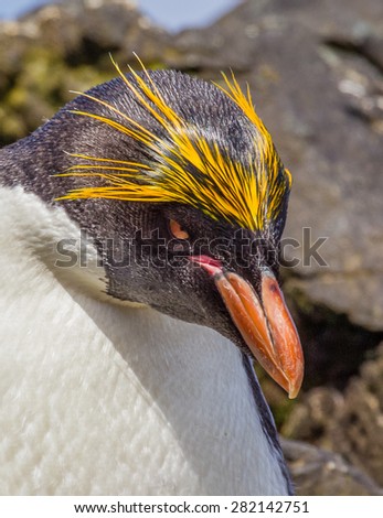 Macaroni penguin showing colorful head feathers near Antarctica