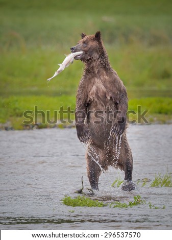 Standing Bear at Pack Creek with salmon in its mouth