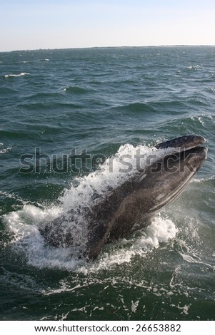 Baby gray whale breaching