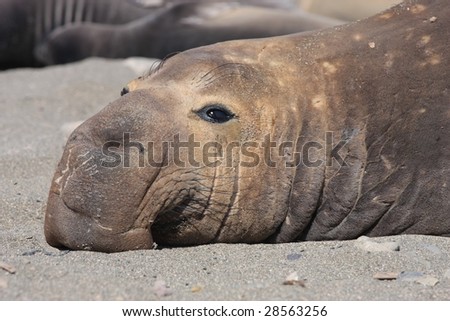 Adult male sea-lion Laying on the beach