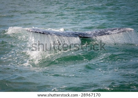 Gray whale fluke in Baja, Mexico