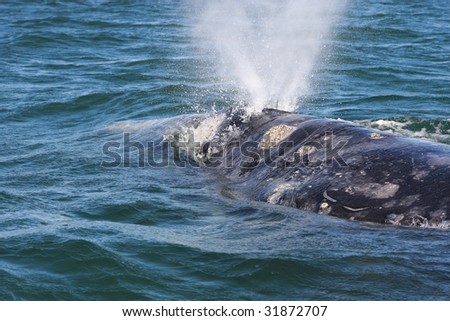 Good blow by an adult gray whale in the San Ignascio lagoon, Mexico