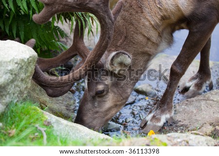 Adult reindeer drinks from a stream in Skansen, Stockholm, Sweden