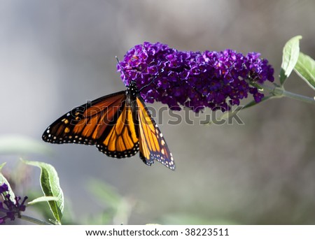 Monarch butterfly on purple butterfly bush, wings open.