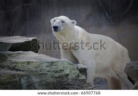 White polar bear stands tall dripping wet