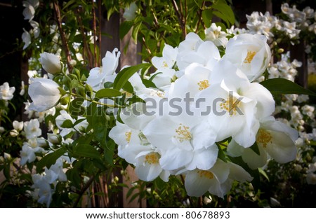 Delicate, white, knock-out roses in full bloom