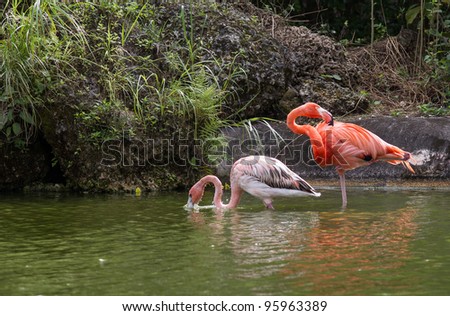 Female adult and small juvenile flamingo