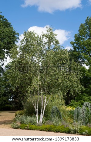 Betula utilis var. jacquemontii tree Photo stock © 