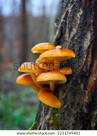 Similar – Image, Stock Photo Mushroom growing on tree trunk