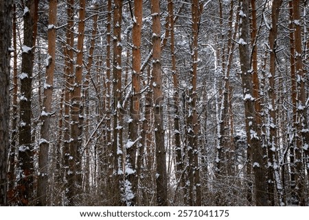 Similar – Foto Bild hinter Gittern Winter Eis