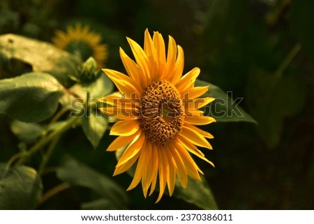 Similar – Image, Stock Photo blooming sunflower at the house in sunshine. Frog perspective