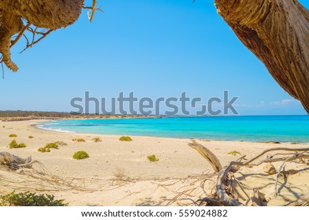 Chrisi island beach view from under big juniper tree, Crete, Greece. One of the most beautiful uninhabited island of Greece.
