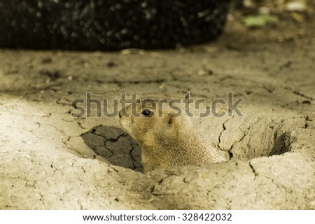 A small gopher sits alert at the opening to its home, curious as well as cautious of its immediate surroundings.