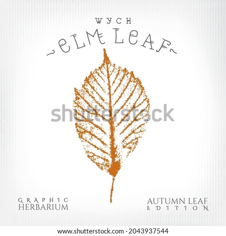 Wych Elm Leaf Vintage Print Style Illustration with Authentic Logo Lettering from Autumn Leaf Edition of Graphic Herbarium - Black and Rusty on Grunge Background - Vector Stamp Graphic Design