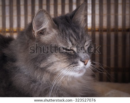 Portrait of a sleepy cat. Cat gray, fluffy. The cat sleeps, large muzzle