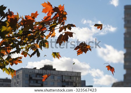 Autumn. Maple. Fall autumn maple leaves over the houses. The city and the colorful leaves of maple. Sky, clouds