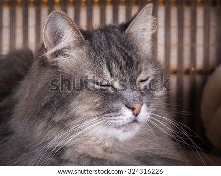 Portrait of a sleepy cat. Cat gray fluffy