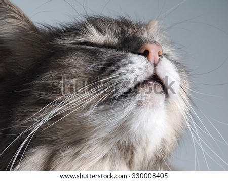 Portrait of a happy cat. The cat is blissfully happy, he\'s happy. Happy face cat big. Aroma. The cat sniffs the smell. Smells good