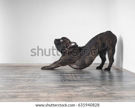 Similar – Foto Bild Französische Bulldogge beim Stretching auf der Yogamatte.