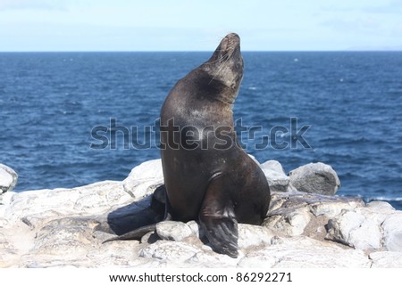 Sea lion stretches and strikes a pose for the camera in the Galapagos Islands with the Pacific Ocean in the background
