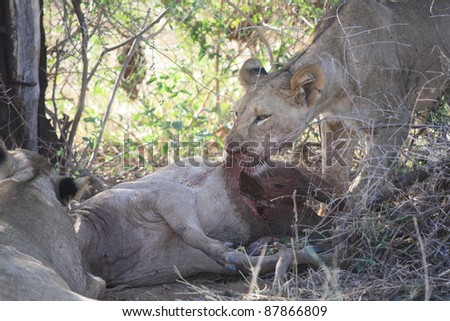 The male cub refuses to share with his sister cubs any part of the warthog his mother caught. He continues to feed while watching our movements and keeping a paw on his prey.