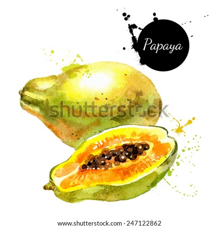 Hand drawn watercolor painting on white background. Vector illustration of fruit papaya